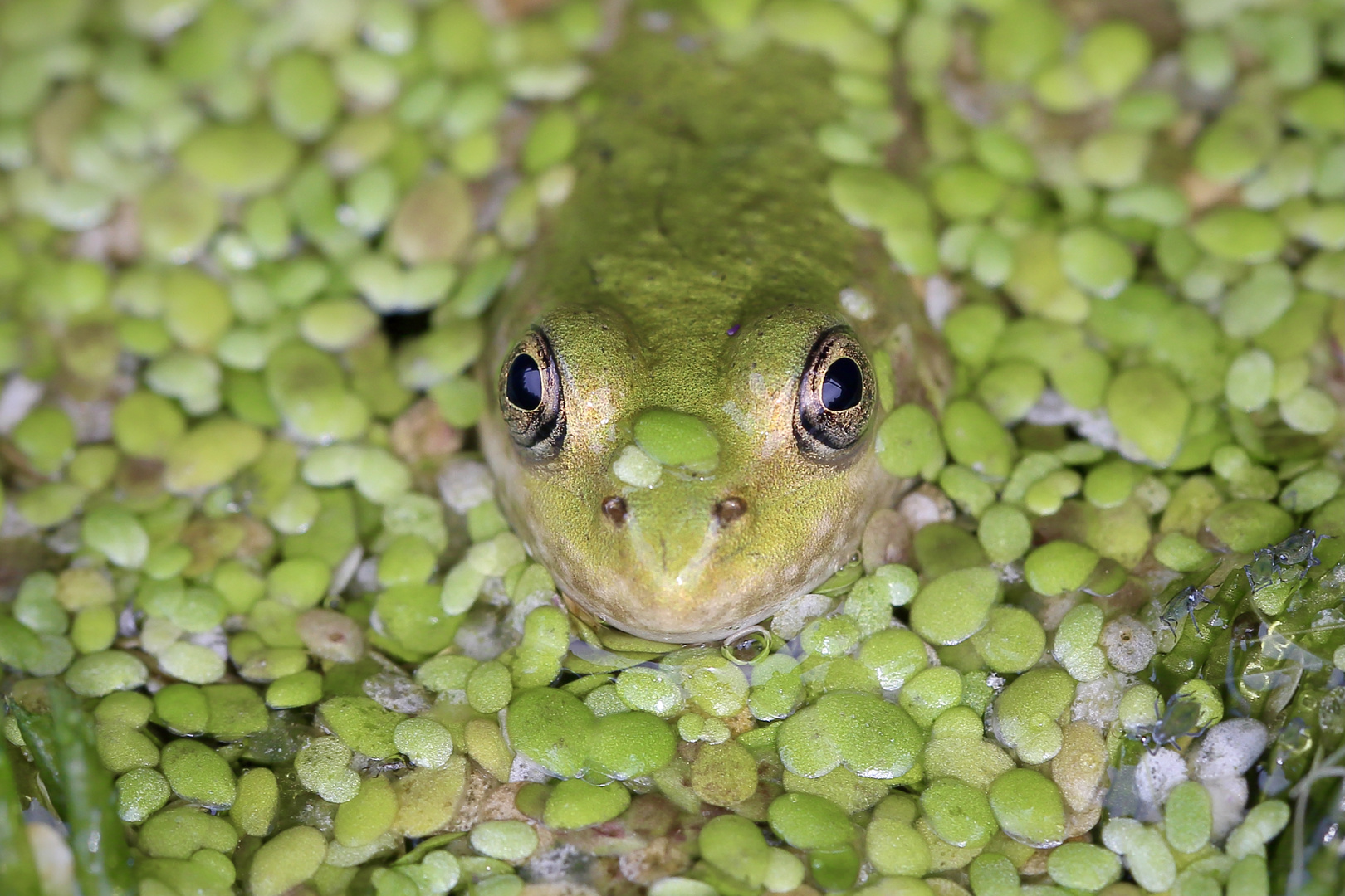 Gute-Laune-Wochenendfrosch ;)