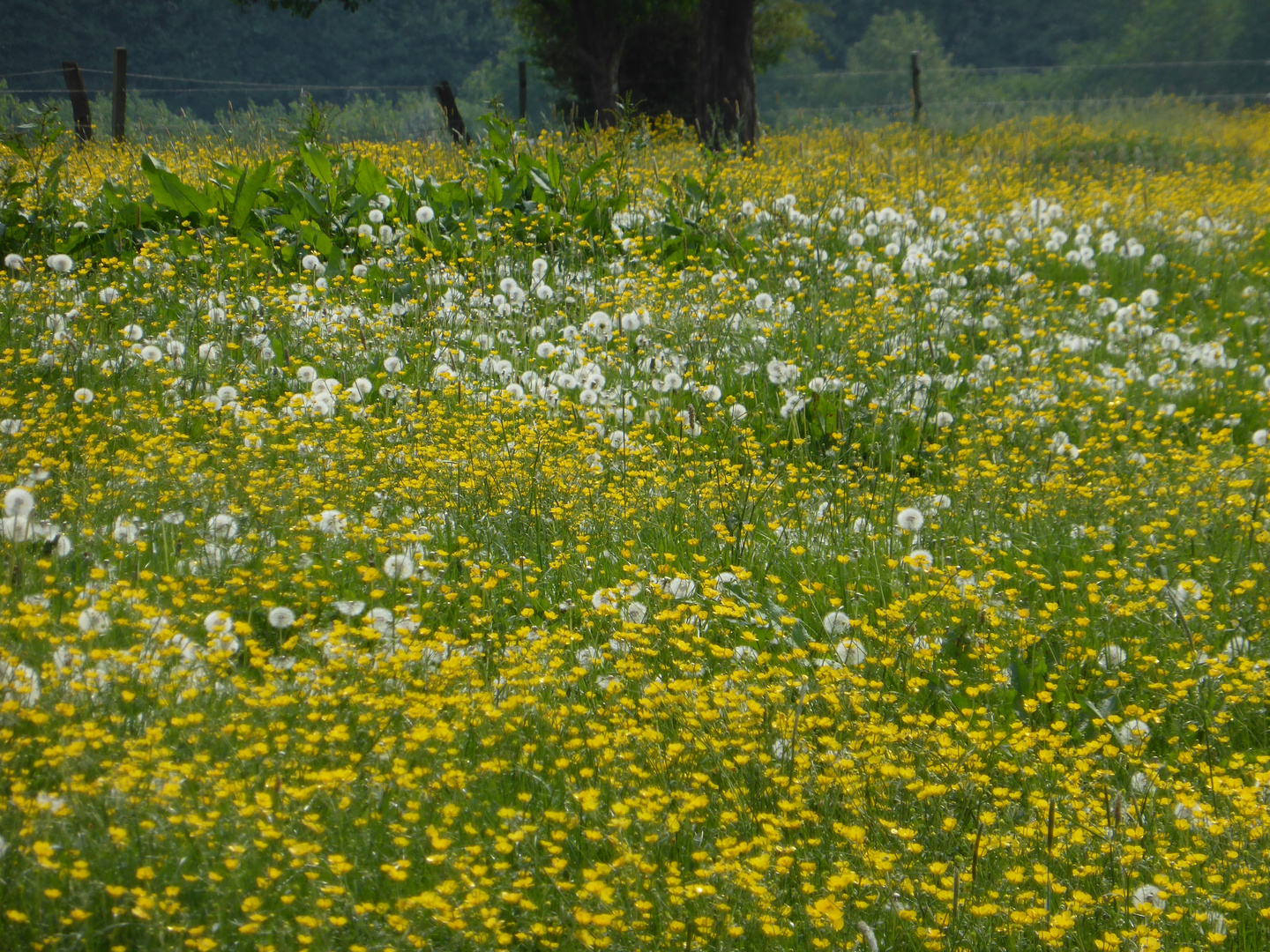 Gute Launewiese...