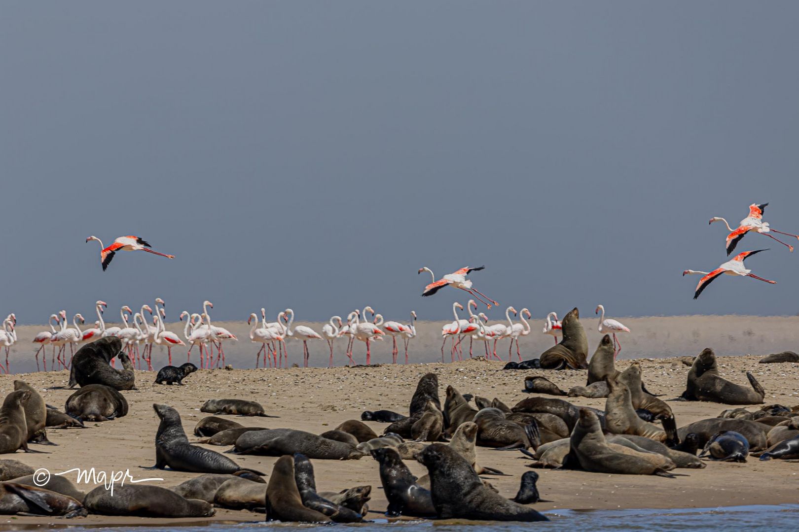 Gute Nachbarschaft in Walfishbay, Namibia