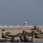 Gute Nachbarschaft in Walfishbay, Namibia