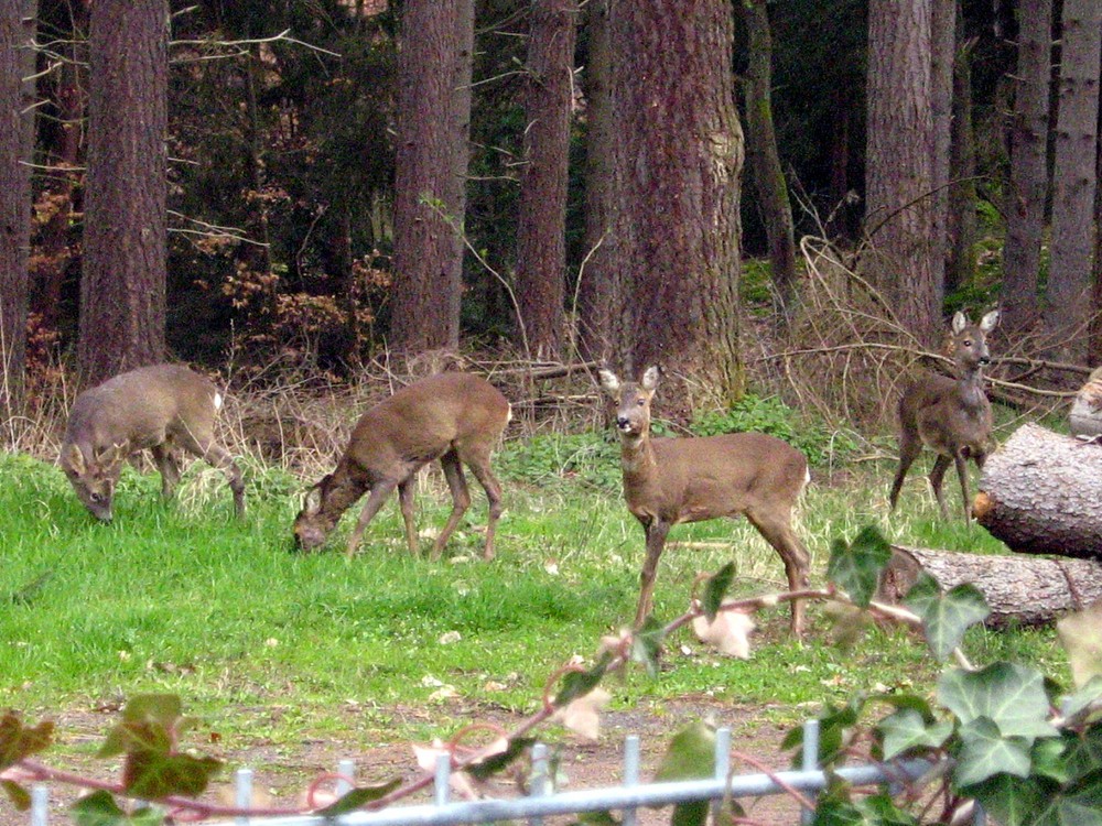 Gute Nachbarschaft, oder wie die Rehe uns vertrauen