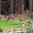 Gute Nachbarschaft, oder wie die Rehe uns vertrauen