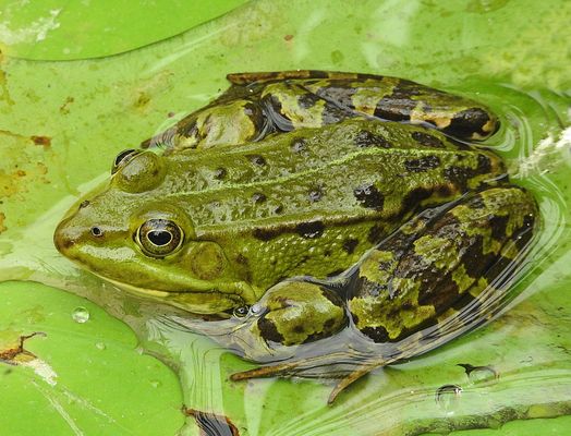 Gute Nachricht......