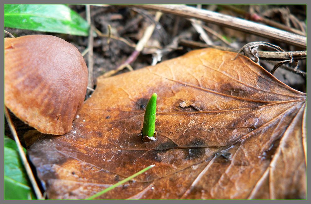 Gute Nachricht an alle: Der Frühling lässt sich durch nichts aufhalten!