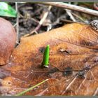 Gute Nachricht an alle: Der Frühling lässt sich durch nichts aufhalten!