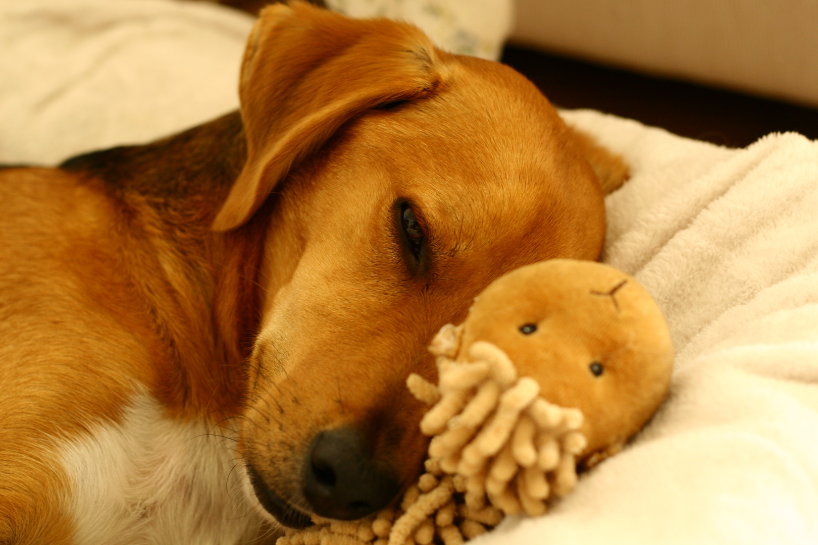 Gute Nacht Foto & Bild tiere, haustiere, hunde Bilder auf
