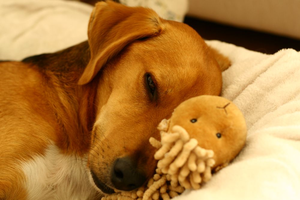 Gute Nacht Foto &amp; Bild tiere, haustiere, hunde Bilder auf