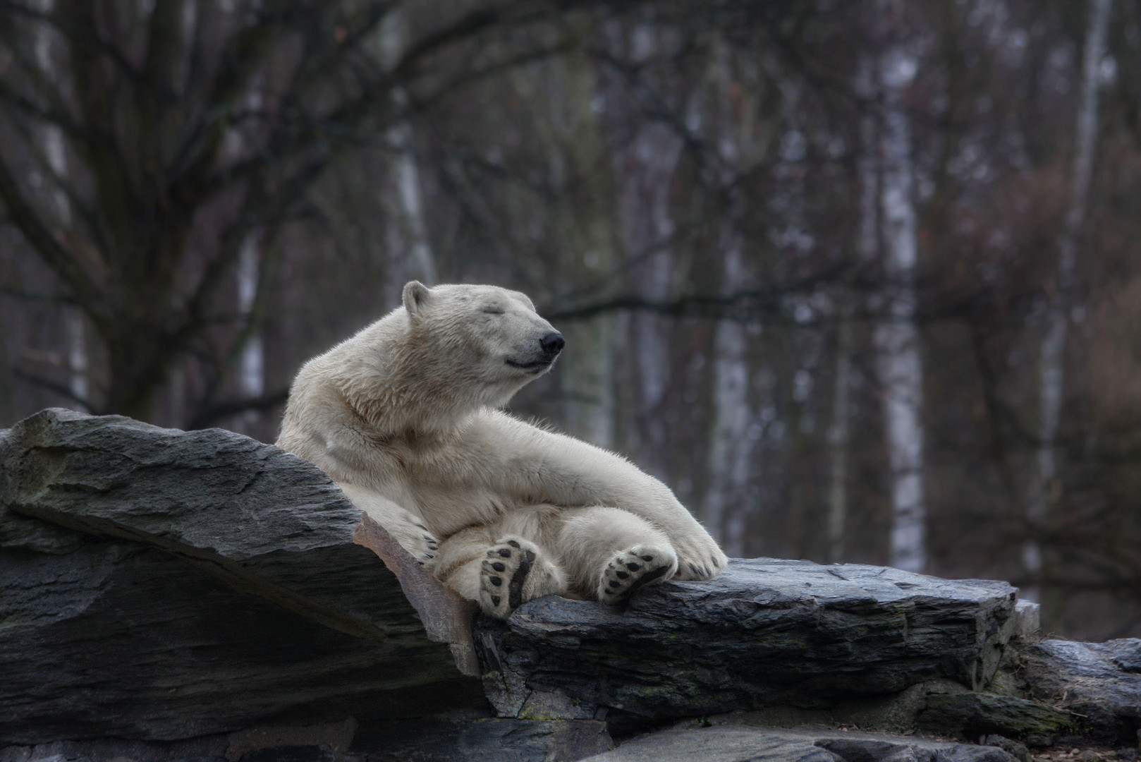 "Gute Nacht"