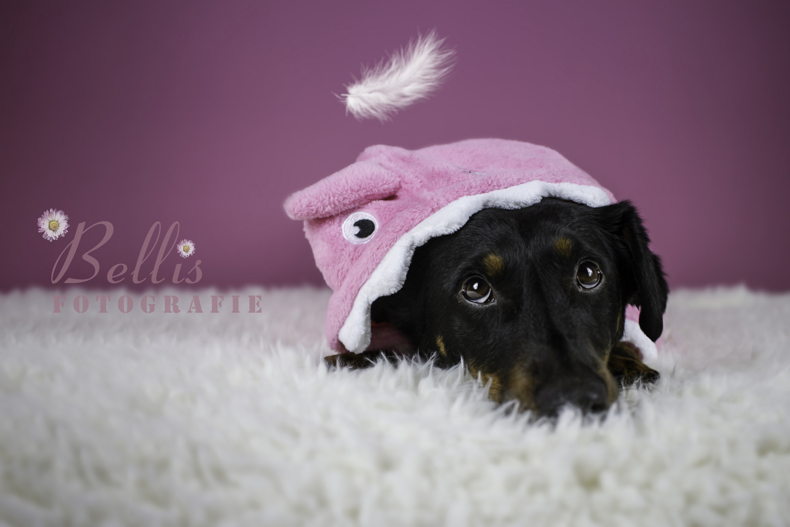 gute Nacht Foto &amp; Bild tiere, haustiere, hunde Bilder auf