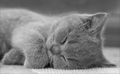 gute nacht