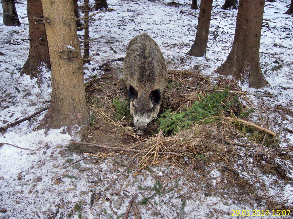 Gute Nacht Foto & Bild | tiere, haralds fotos, natur ...