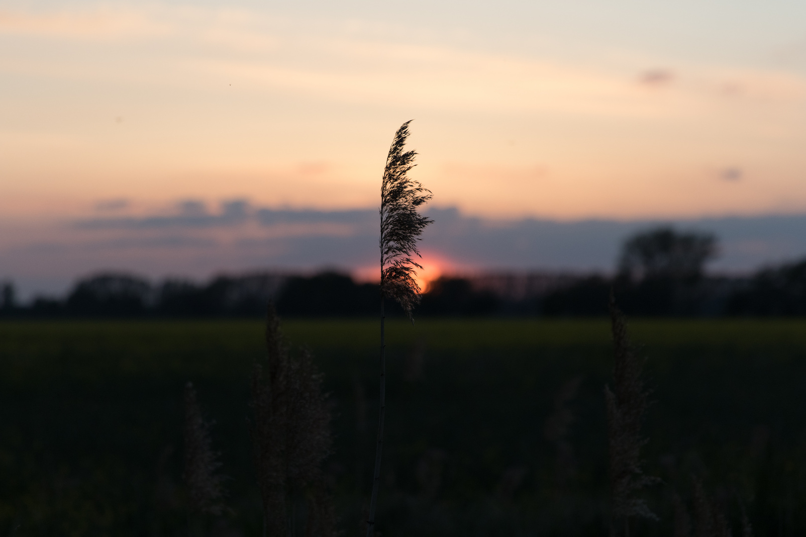 Gute Nacht auf dem Felde