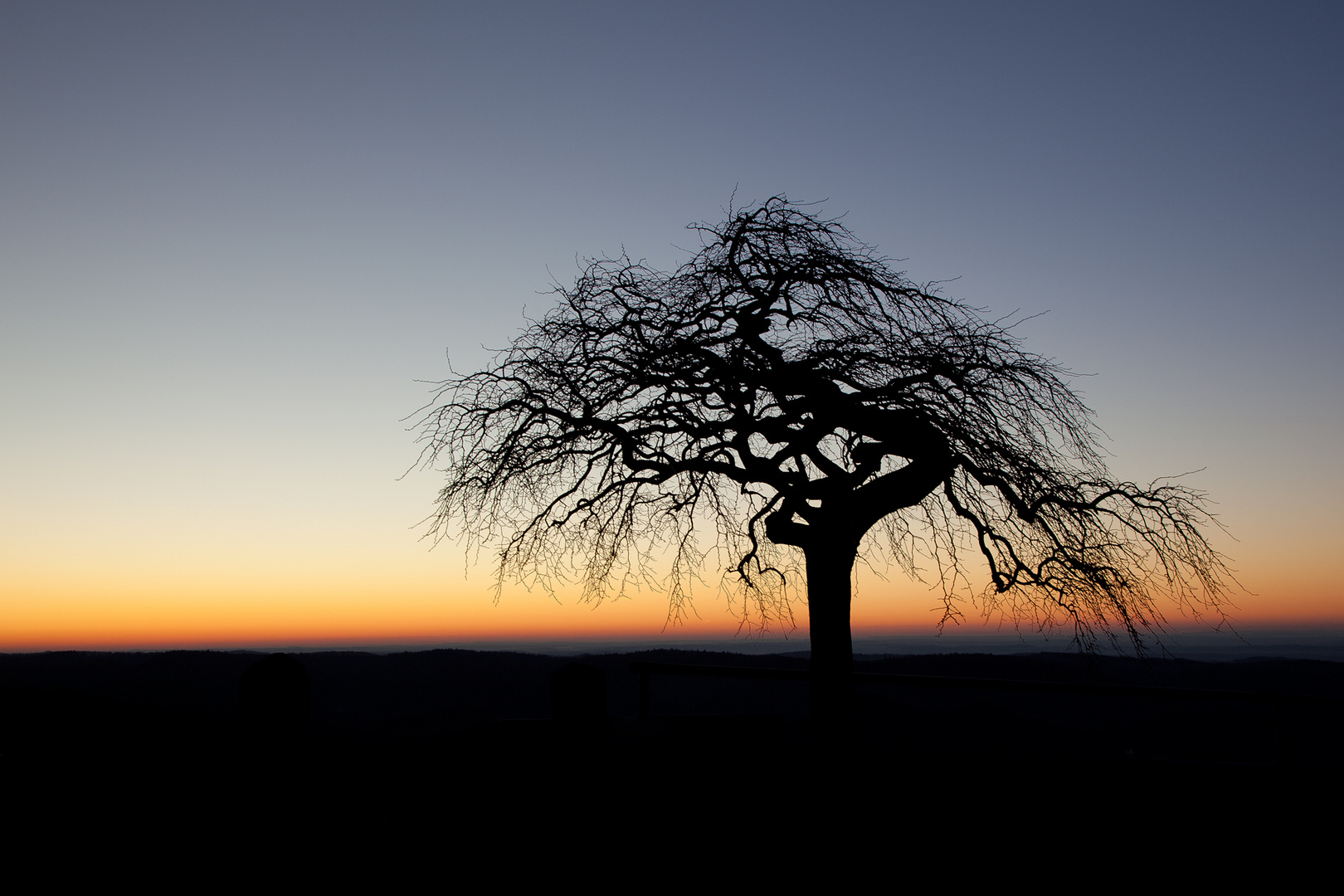 Gute Nacht Baum