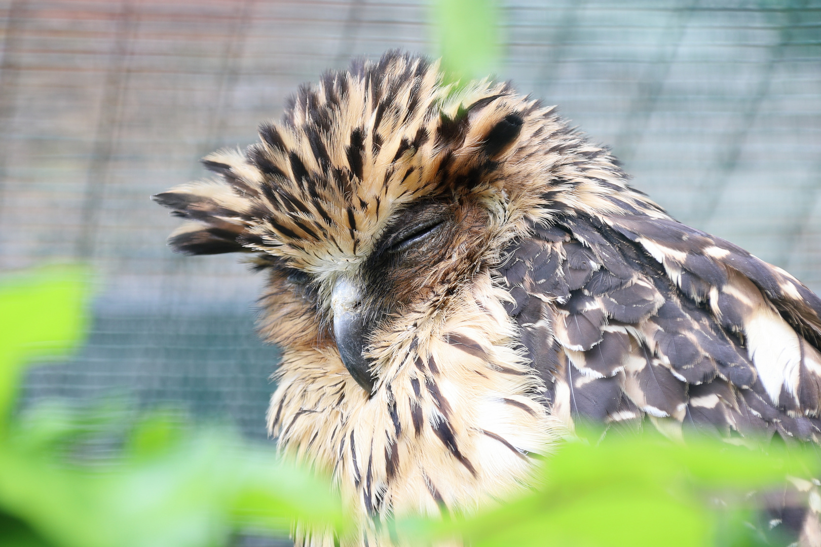 Gute Nacht Foto & Bild | natur, eule, zoo Bilder auf ...