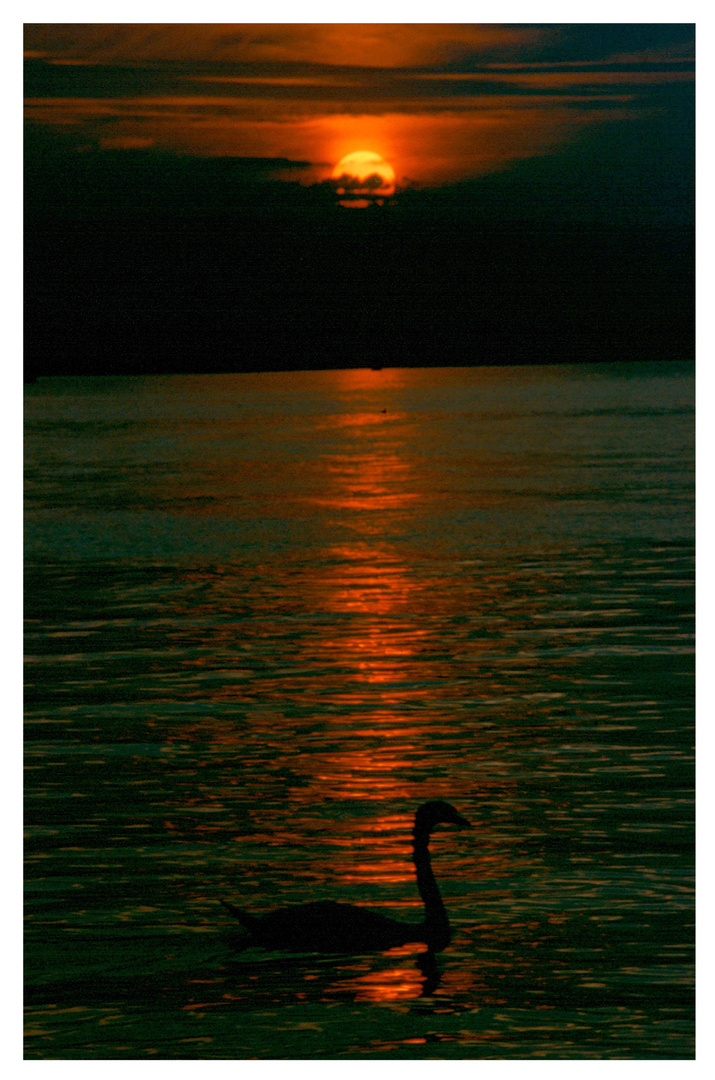 Gute Nacht du schöner Schwan es wird gleich dunkel