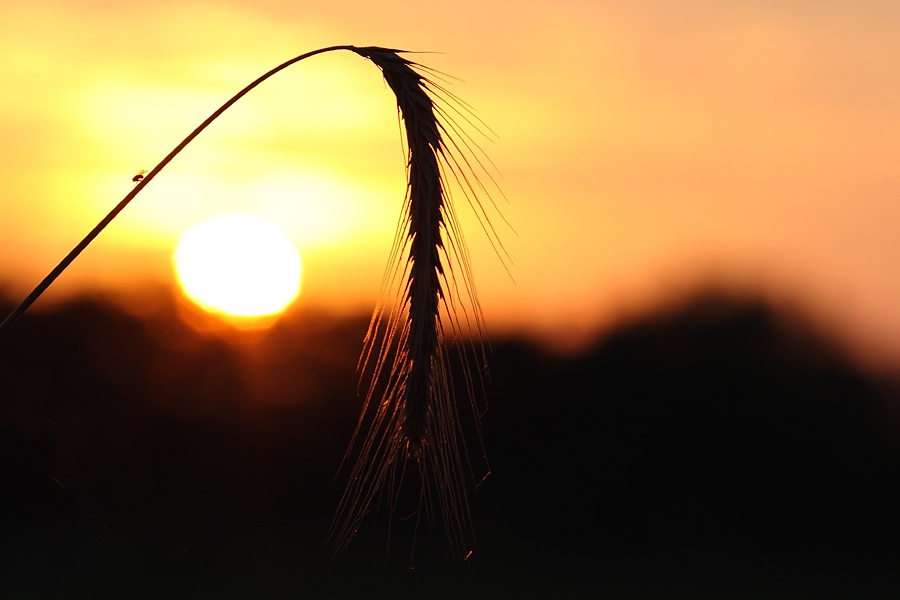 Gute Nacht Fliege ....