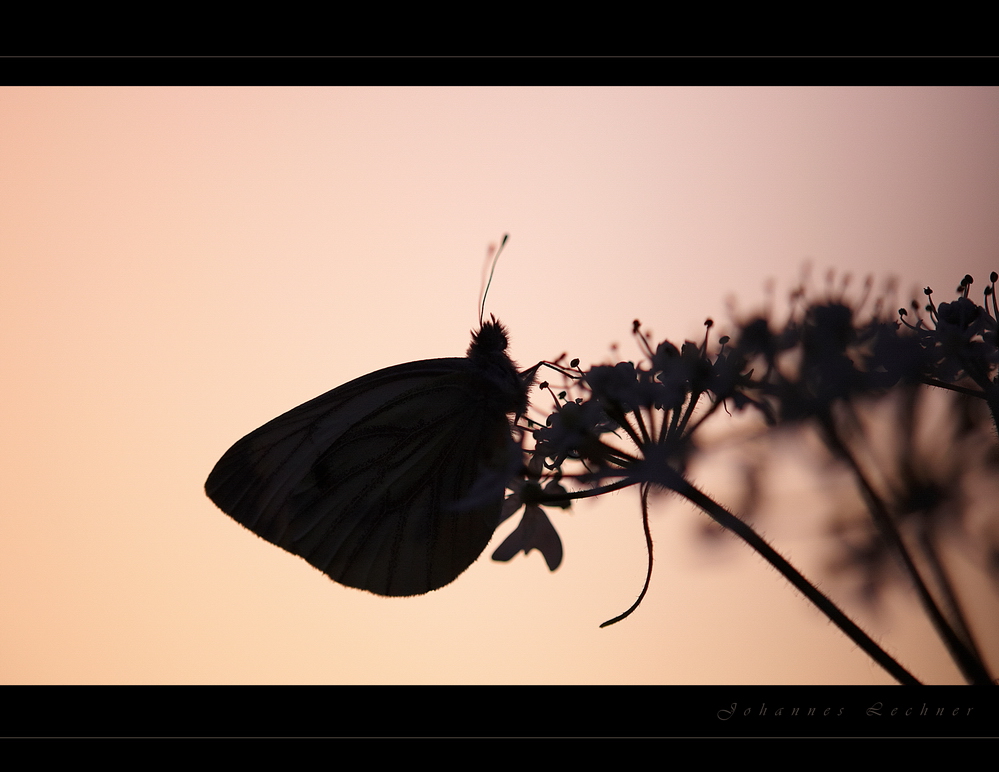 Gute Nacht, Herr/Frau "Pieris napi"