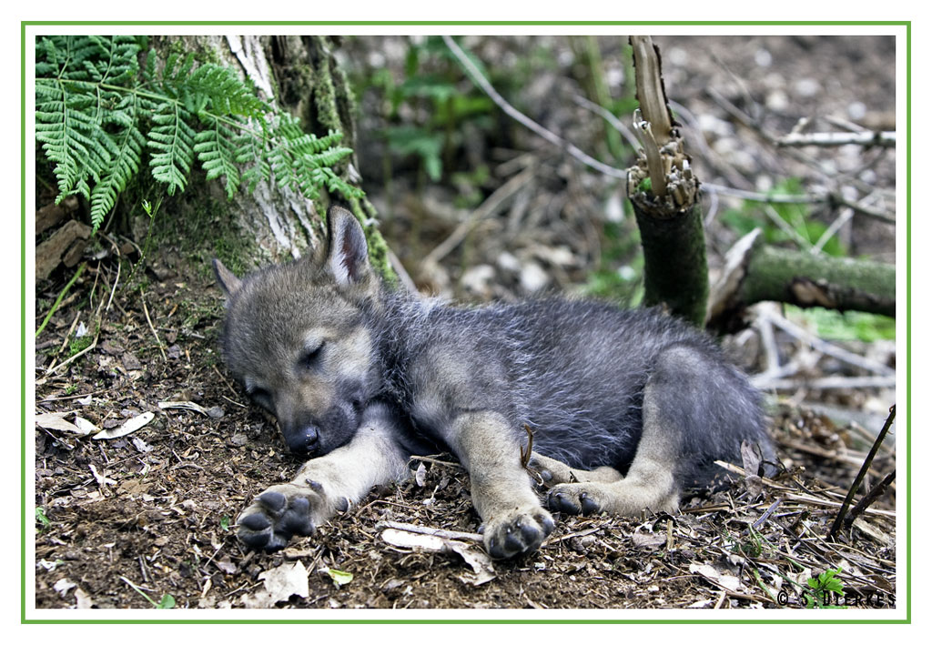 Gute Nacht Ihr Lieben Foto Bild Tiere Tierkinder Natur Bilder Auf Fotocommunity