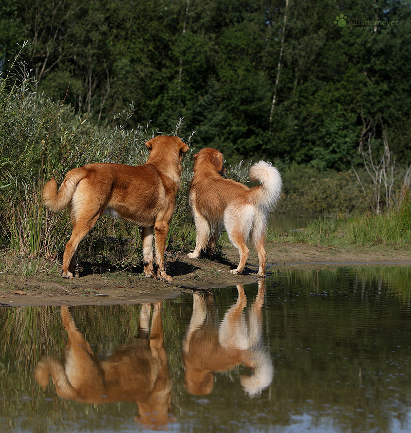 Gute Nacht Ihr Lieben Foto Bild Tiere Haustiere Hunde Bilder Auf Fotocommunity