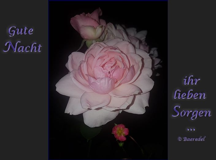 Gute Nacht ihr lieben Foto & Bild natur, sonstiges, pflanzen