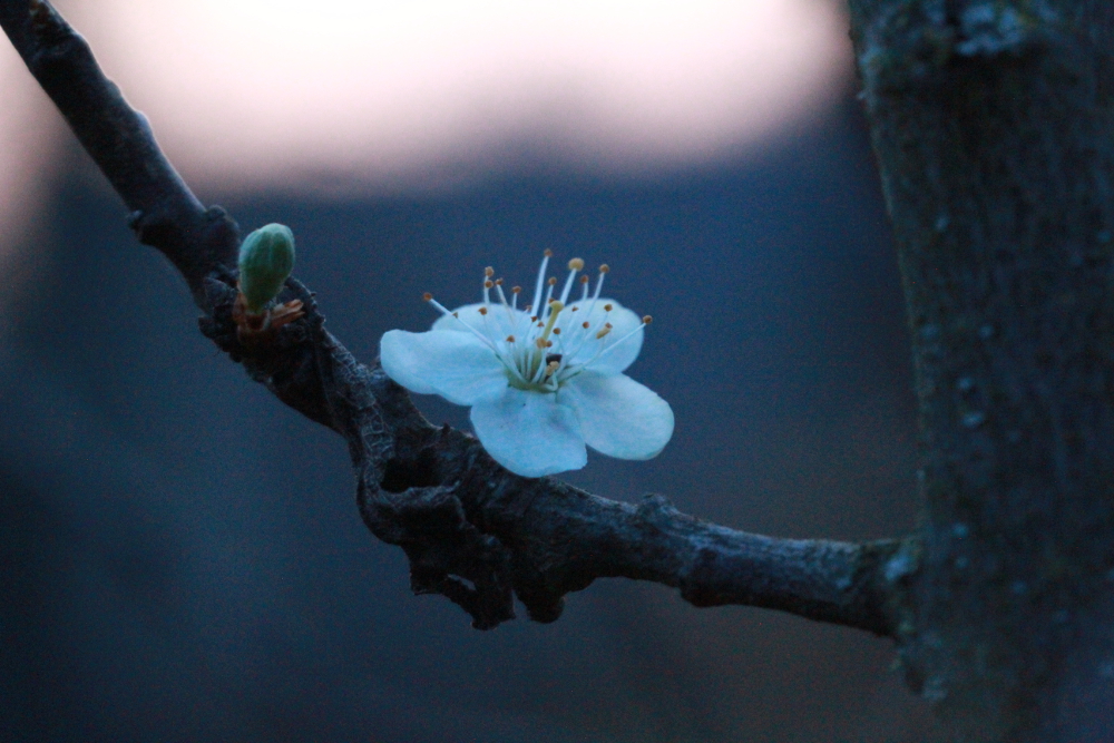 Gute Nacht kleine Eierpflaumenblüte