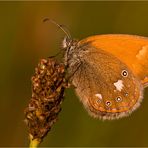 Gute Nacht, kleiner Schmetterling!