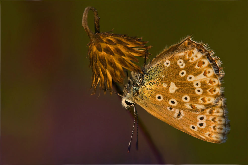 Gute Nacht, kleiner Schmetterling! (3)