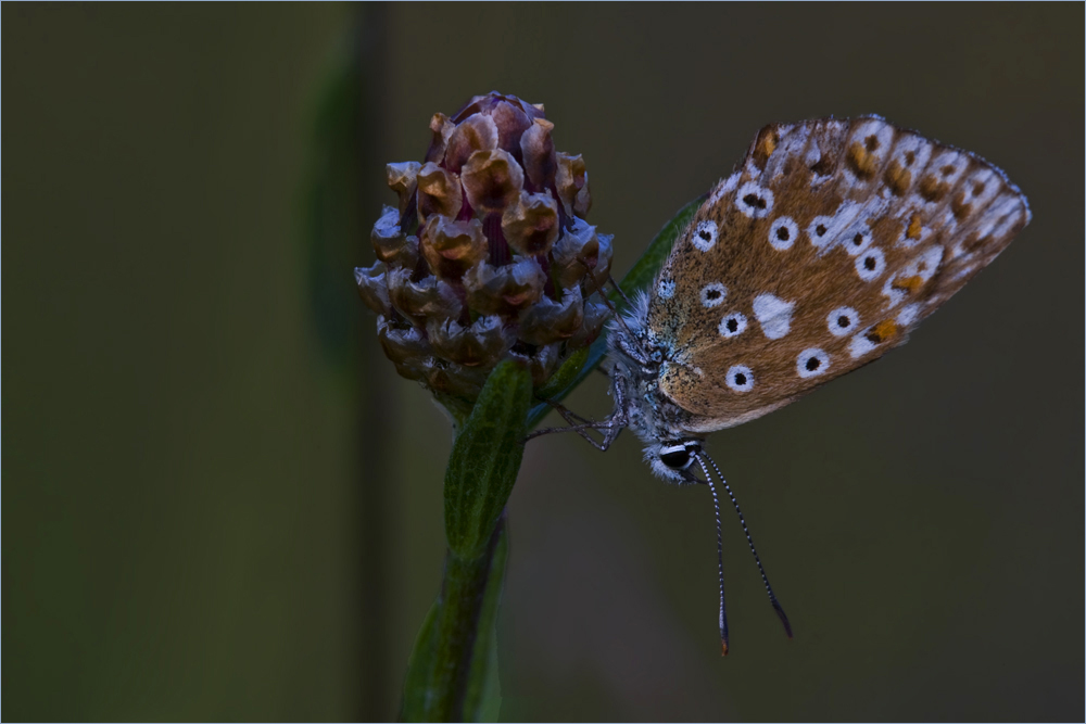 Gute Nacht, kleiner Schmetterling!   (4)