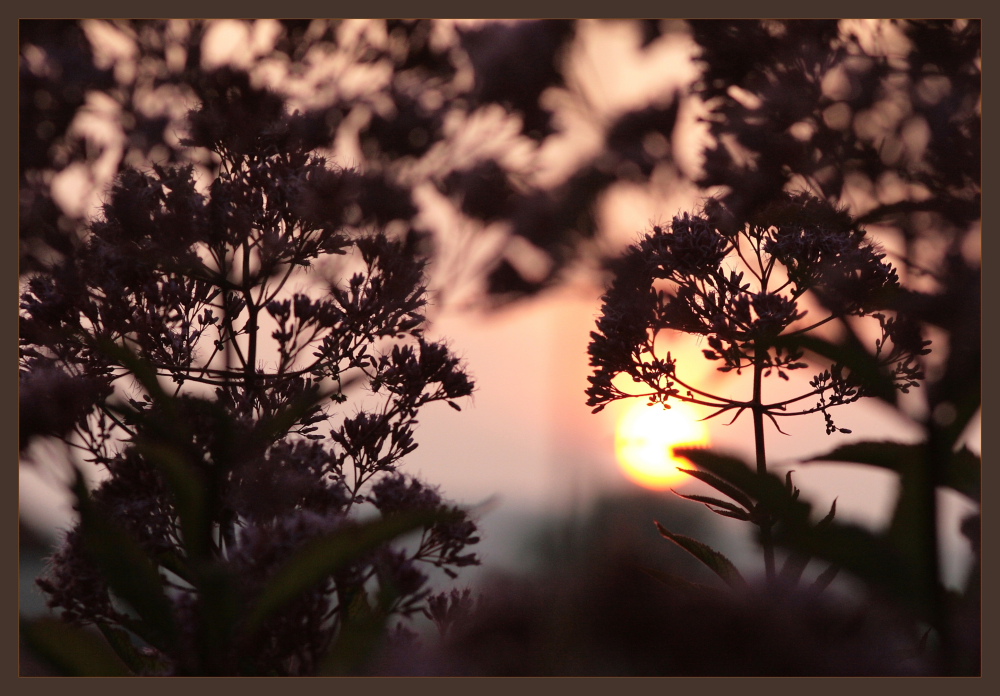 Gute Nacht lieber Garten !! (3)