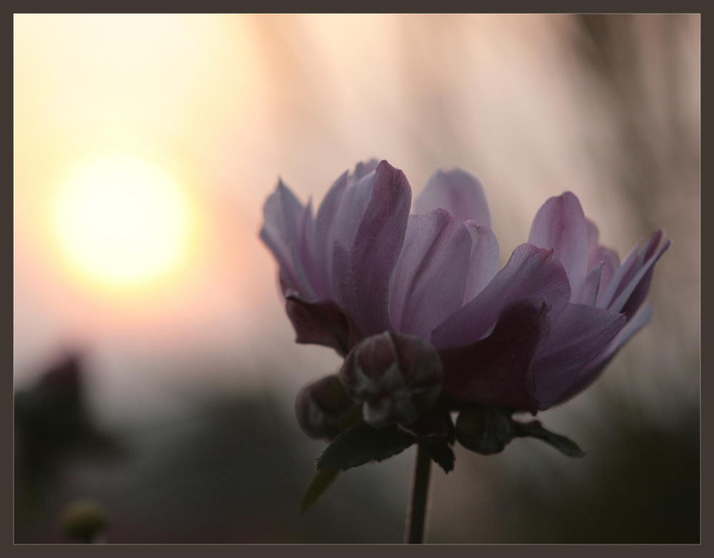 Gute Nacht lieber Garten!