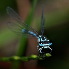 Gute Nacht! - Männchen der Hufeisen-Azurjungfer (Coenagrion puella) am Schlafplatz