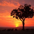 Gute Nacht Masai Mara