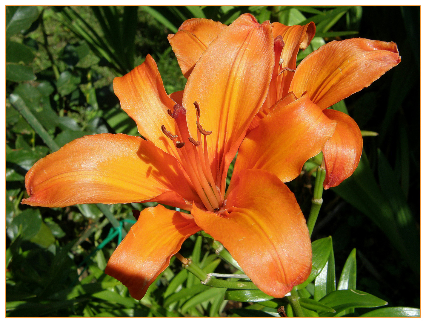 Gute nacht meine lieben - mit dieser blüte ist für heute schluss!