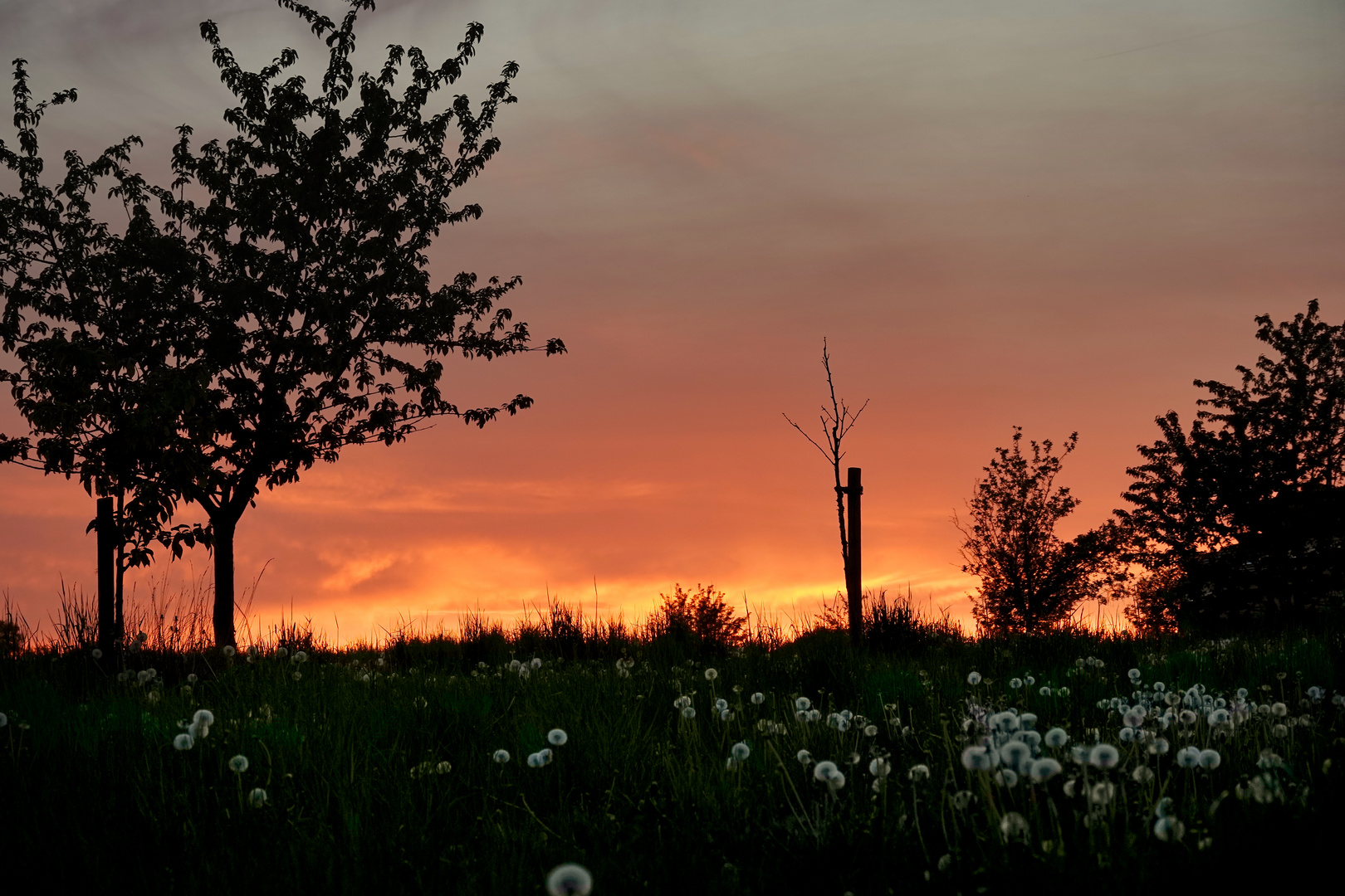 Gute Nacht Pusteblume