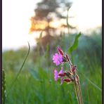 Gute Nacht, schöner Frühling