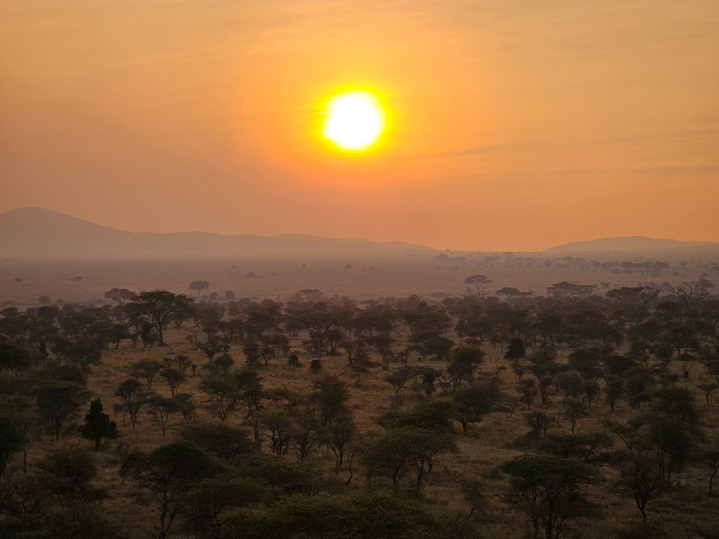 Gute Nacht, Serengeti