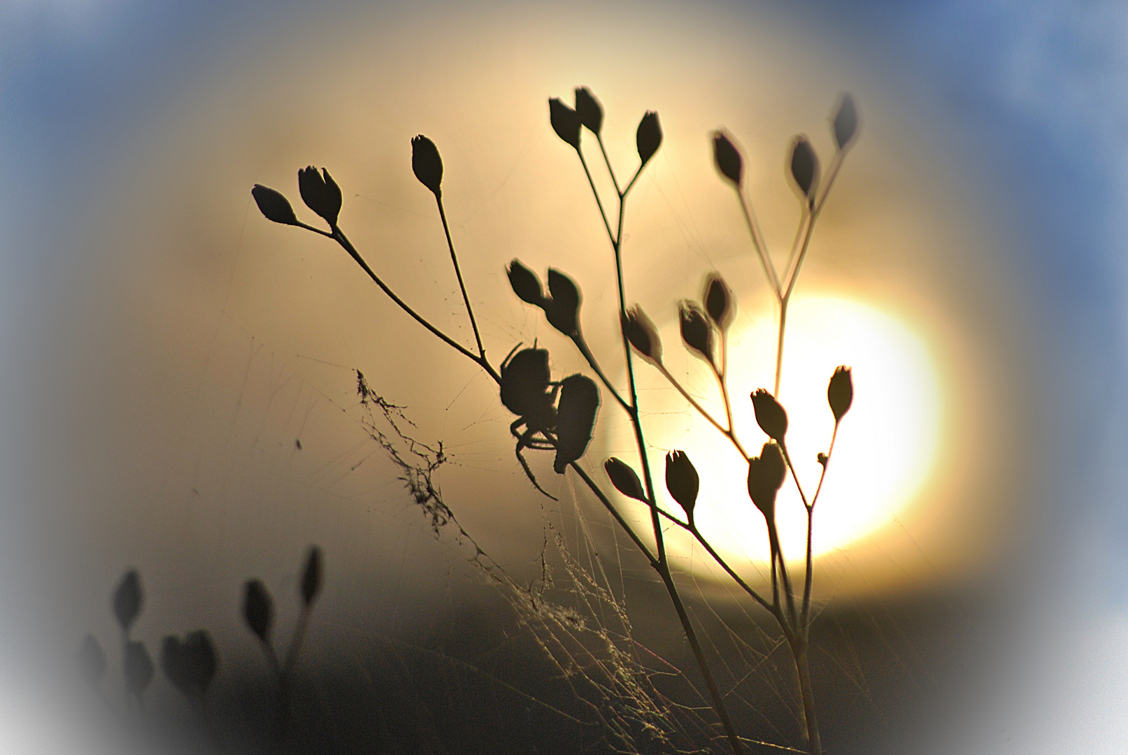 Gute Nacht, Spinne!...