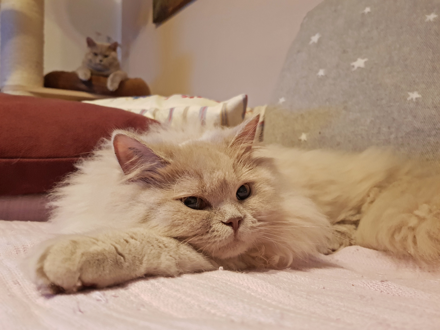 Gute Nacht Und Einen Guten Wochenstart Foto Bild Tiere