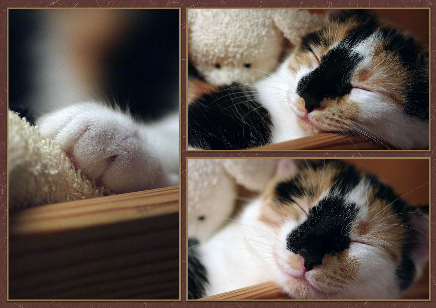 Gute Nacht Und Susse Traume Foto Bild Tiere Haustiere Katzen Bilder Auf Fotocommunity