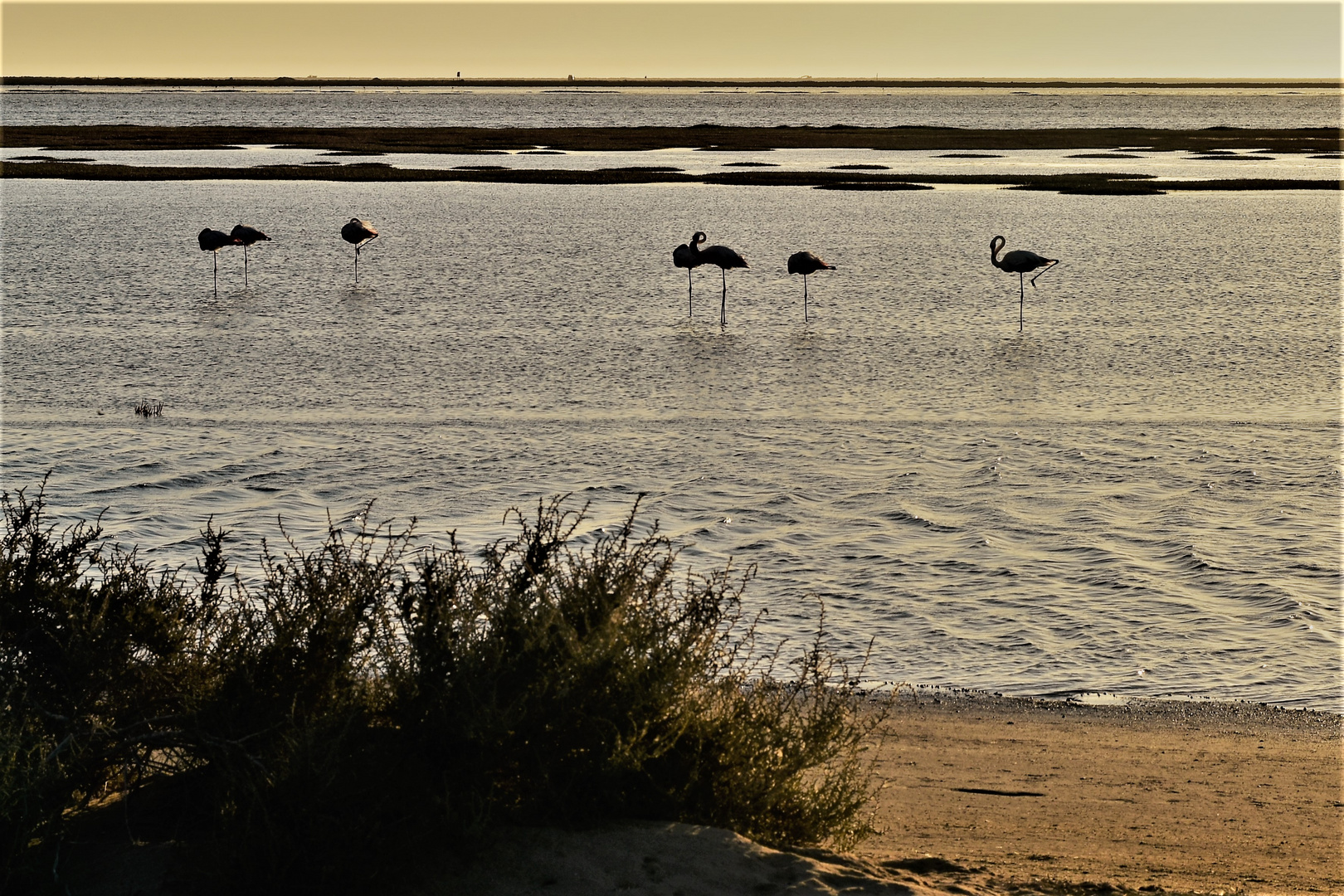 Gute Nacht,Flamingos