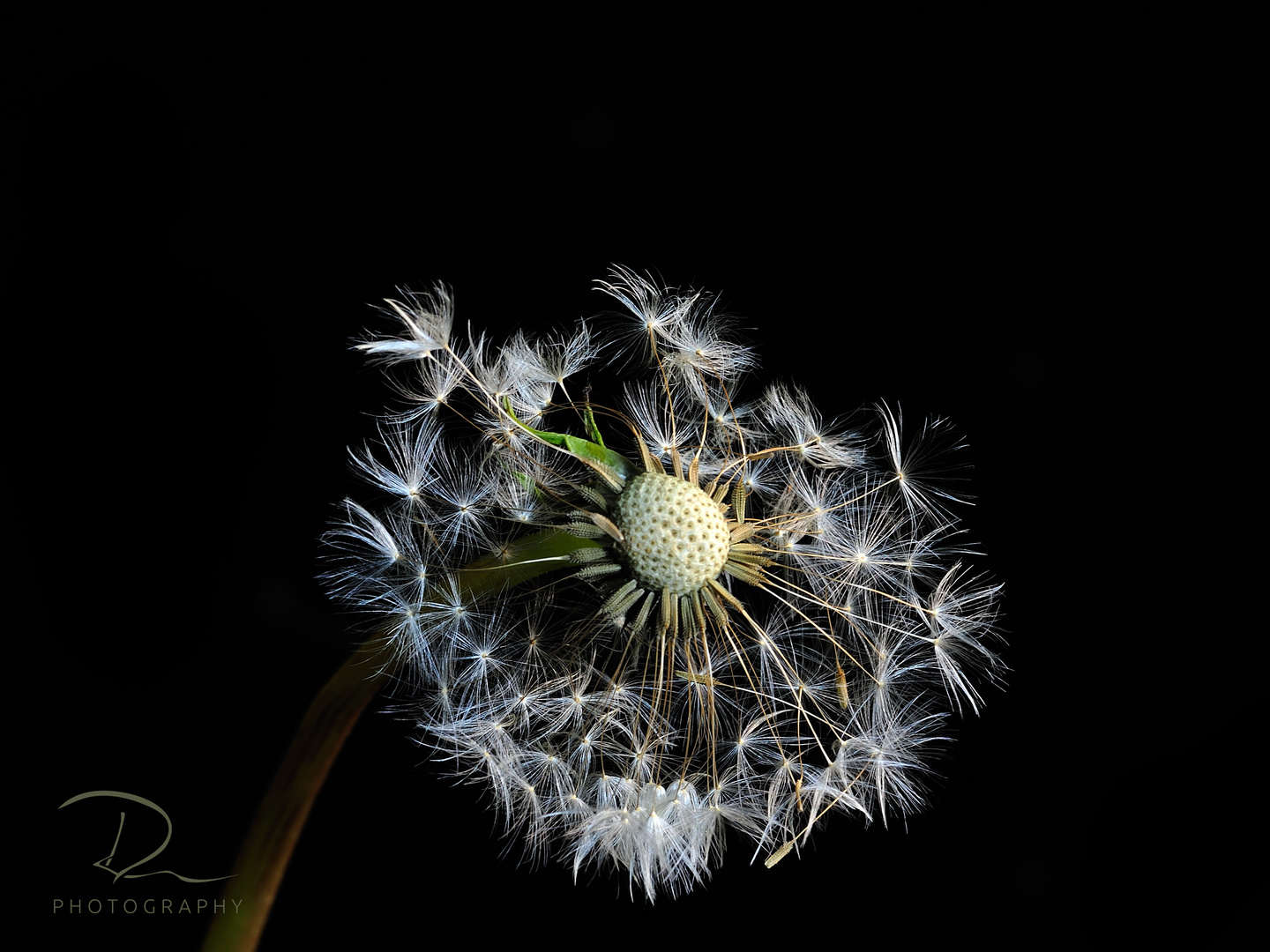 gute Pustblume