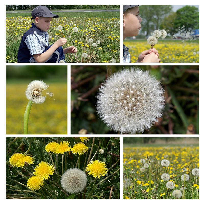 Gute Reise! Das kurze Leben einer Pusteblume