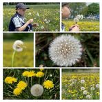 Gute Reise! Das kurze Leben einer Pusteblume