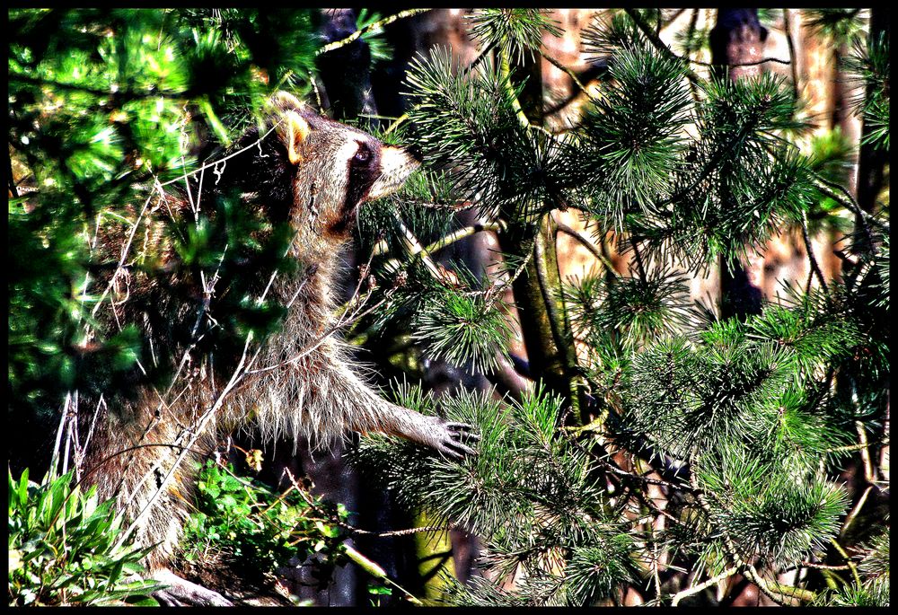 Gute Tarnung / Bon camouflage