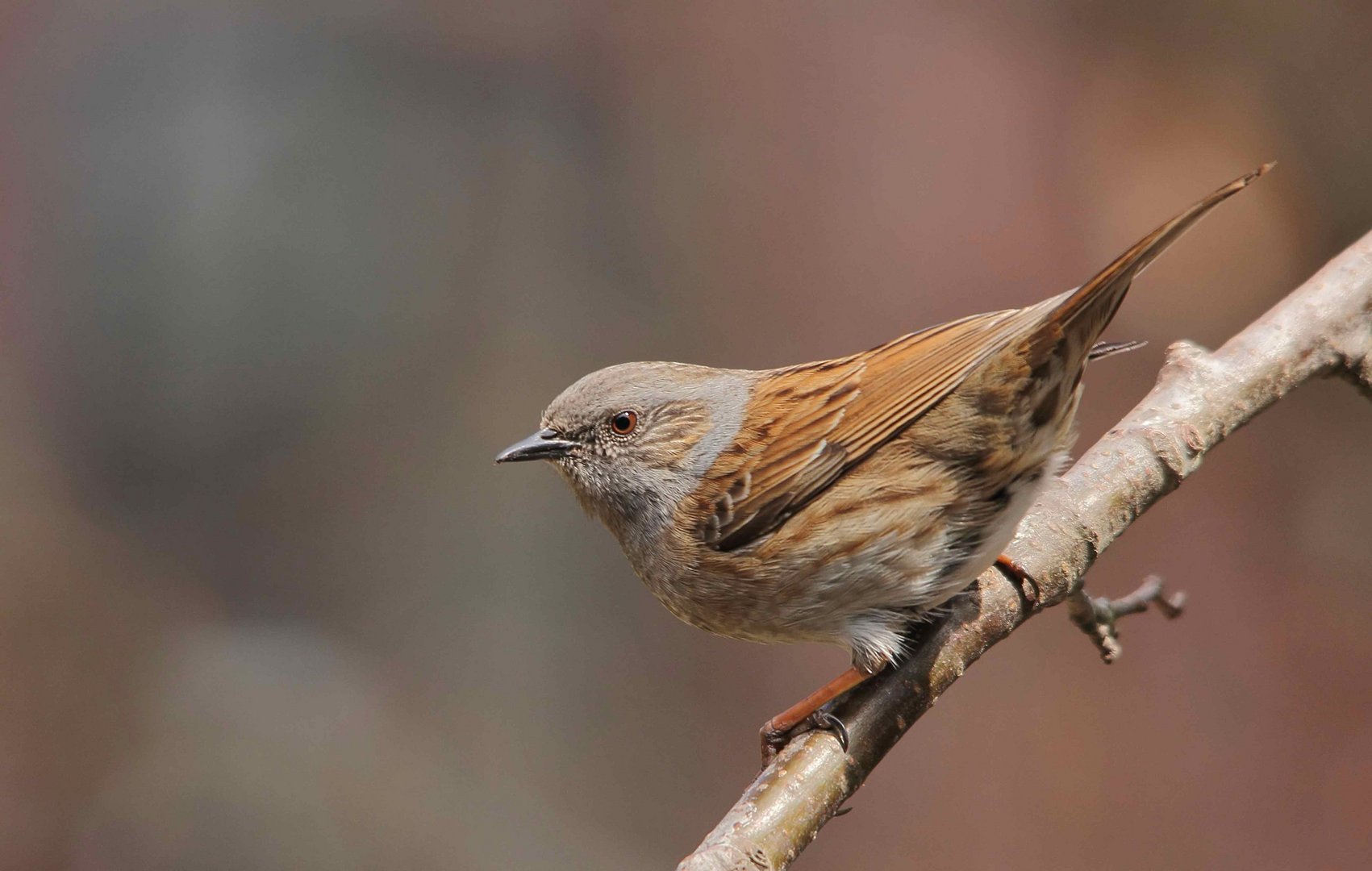 Gute Tarnung - Heckenbraunelle (Prunella modularis)