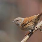 Gute Tarnung - Heckenbraunelle (Prunella modularis)