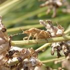 Gute Tarnung ist alles - Beerenwanze (Dolycoris baccarum) auf verblühtem Lavendel