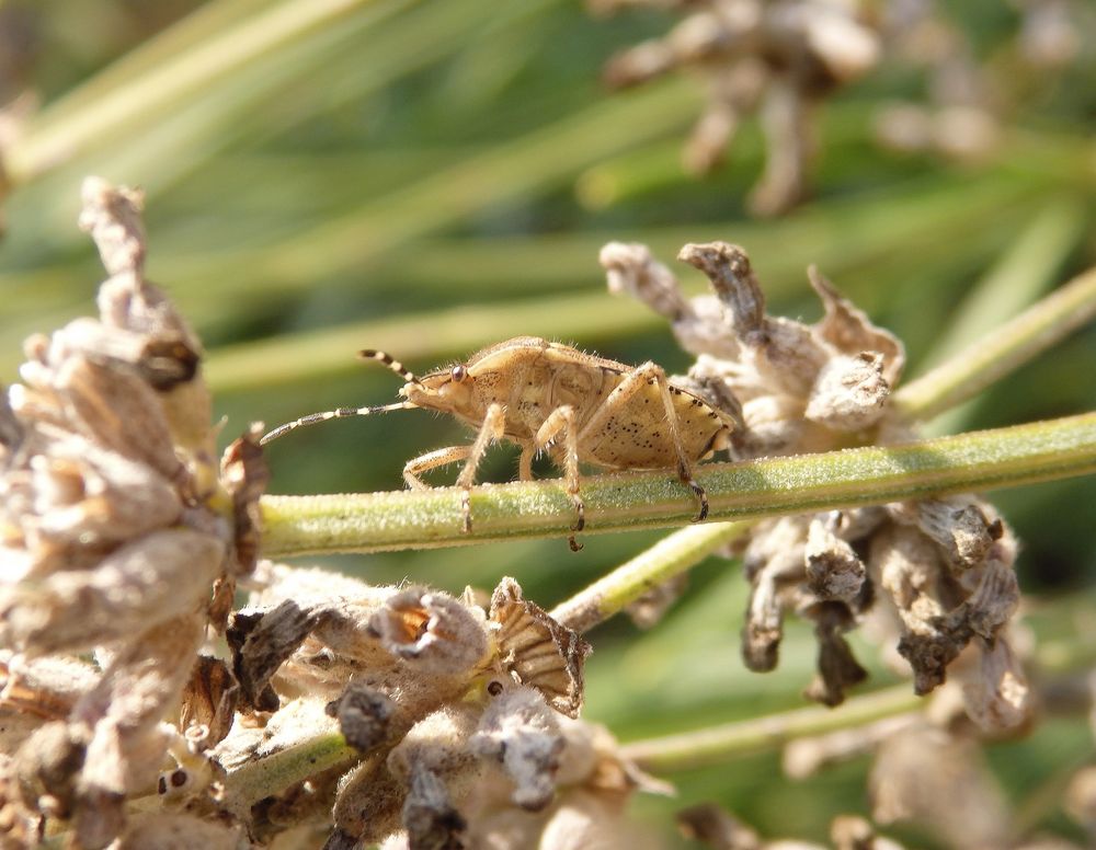 Gute Tarnung ist alles - Beerenwanze (Dolycoris baccarum) auf verblühtem Lavendel