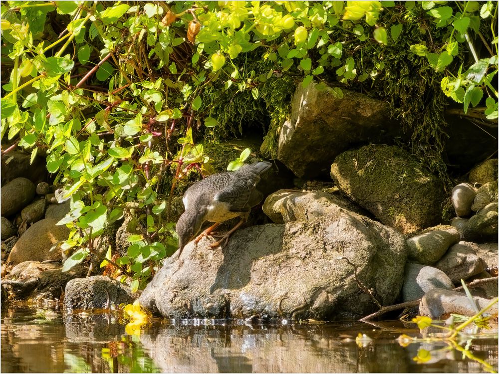 Gute Tarnung ist alles – Wasseramsel