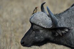 Lake Nakuru National